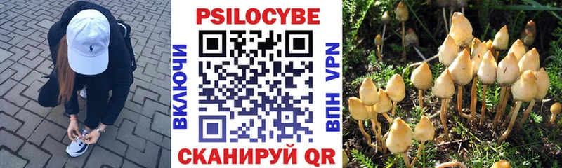 MEGA ССЫЛКА закладка Полесск Галлюциногенные грибы мицелий